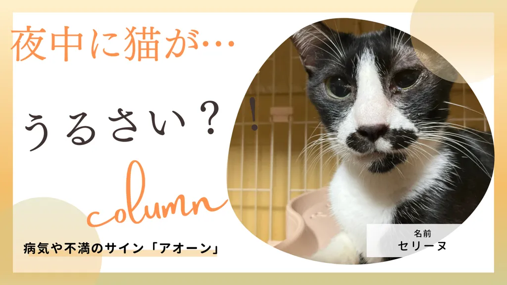 鳴かない猫ならマンションで飼える ペット不可物件を避けるべき理由と飼いやすい種類を紹介 ジーにゃあス Genyas