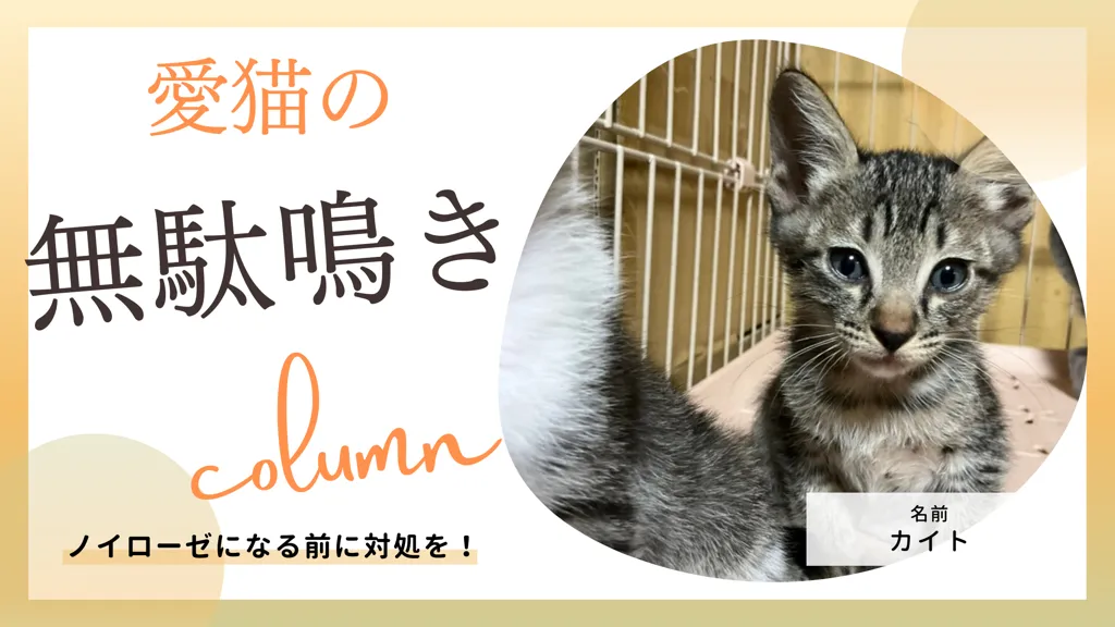 猫の無駄鳴きを止めさせたい 病気を含む原因と防止 解決策を理解しよう ジーにゃあス Genyas