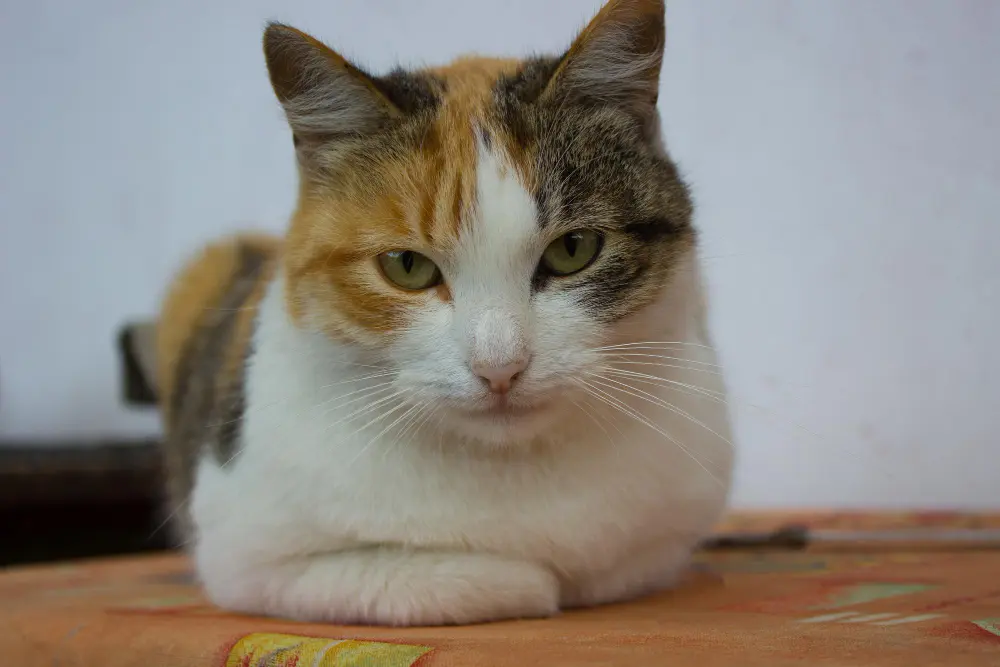 a-tortoiseshell-cat-lying-on-the-table